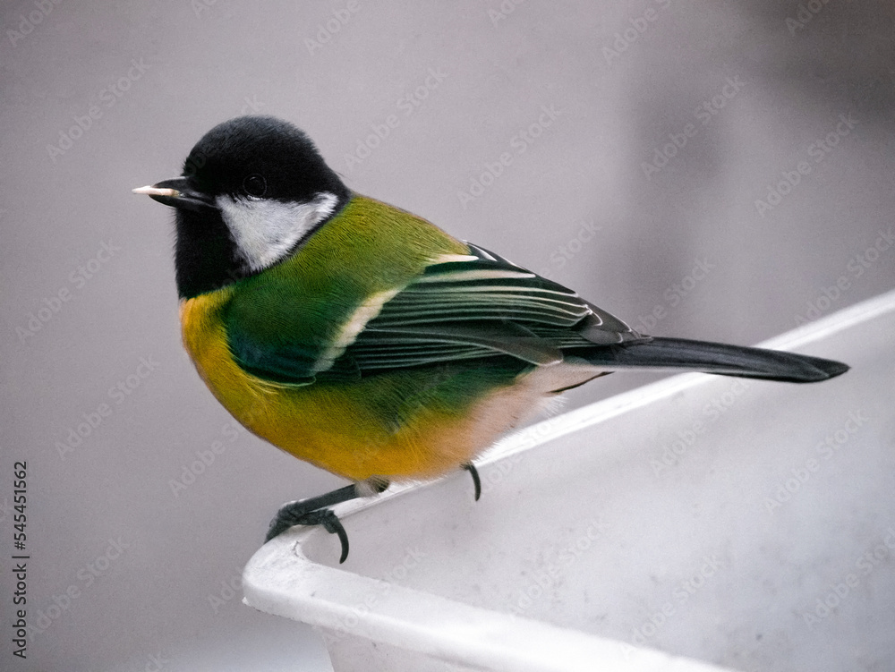 Obraz premium Titmouse close-up on the feeder. Bird in natural habitat. Bright feathers. Winter animals.