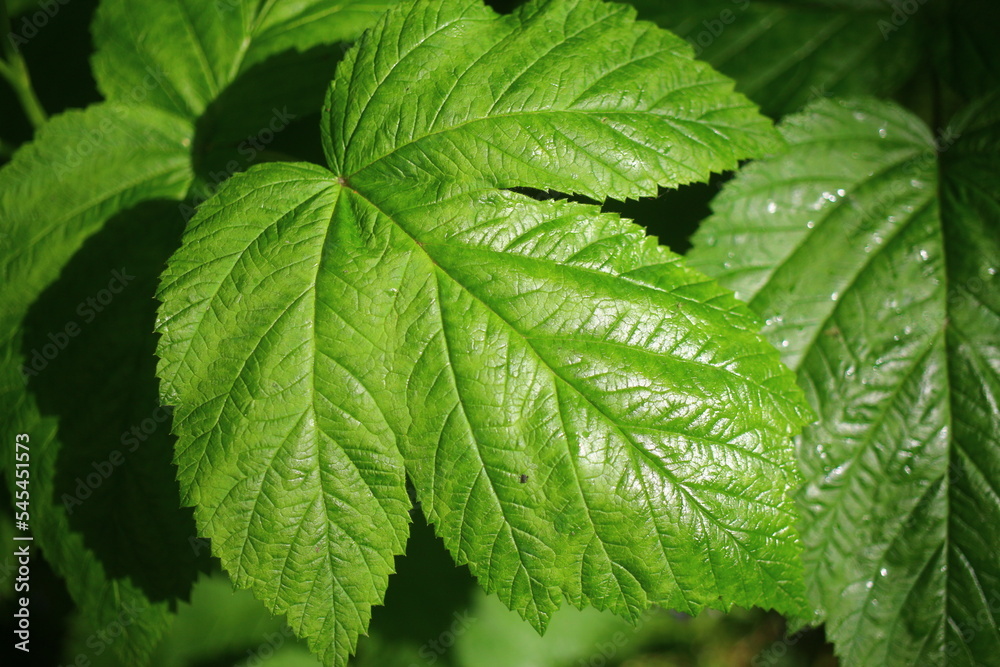 Malina Rubus idaeus Glen Ample bezkolcowa Malina Rubus idaeus Glen Ample bezkolcowa