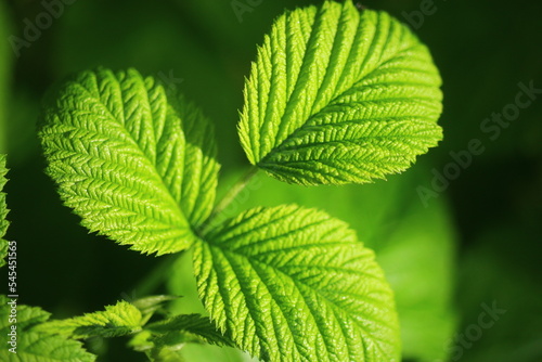 Malina Rubus idaeus Glen Ample bezkolcowa
