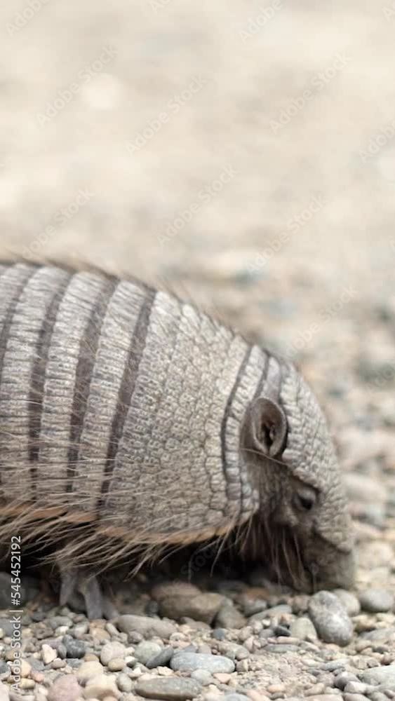 HD of a Cingulata searching for food HD of a Cingulata searching for food