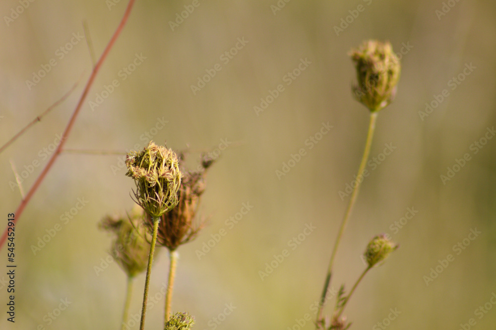 Closeup of wild carrot bud with selective focus on foreground Closeup of wild carrot bud with selective focus on foreground