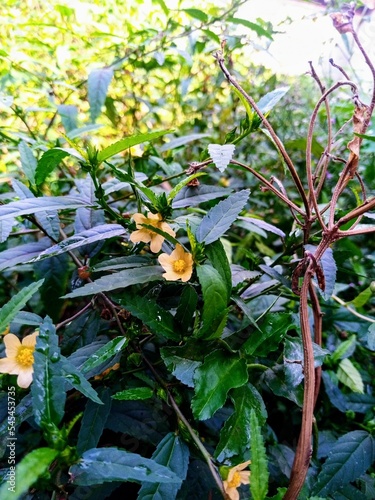 Vertical shot of a blooming wireweed shrub photo