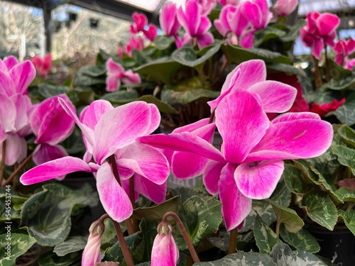 Closeup shot of beautiful pink cyclamen flowers blooming in the garden photo