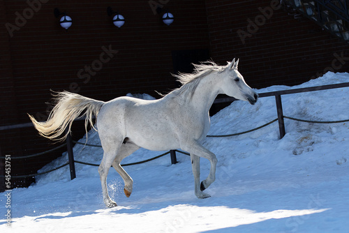 White beautiful arabian horse on natural winter background  in motion closeup