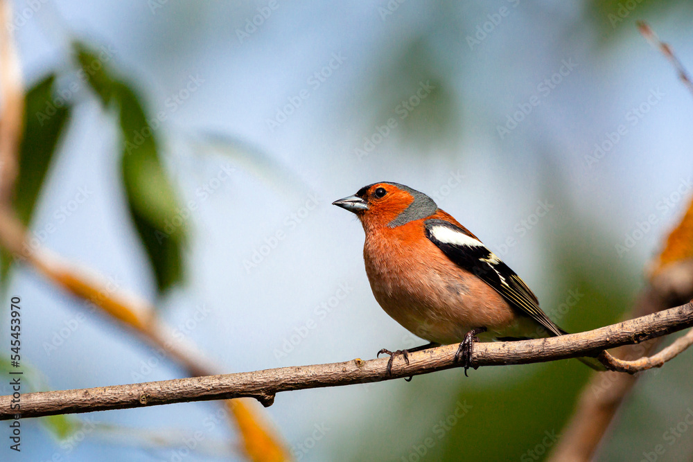 The common chaffinch (Fringilla coelebs) is a common and widespread small passerine bird in the finch family The common chaffinch (Fringilla coelebs) is a common and widespread small passerine bird in the finch family