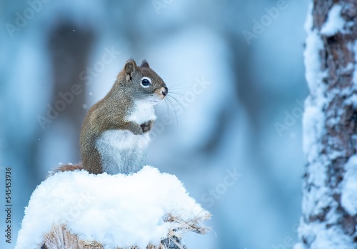 Red squirrel (Sciurus vulgaris) sitting in the snow on a stump photo