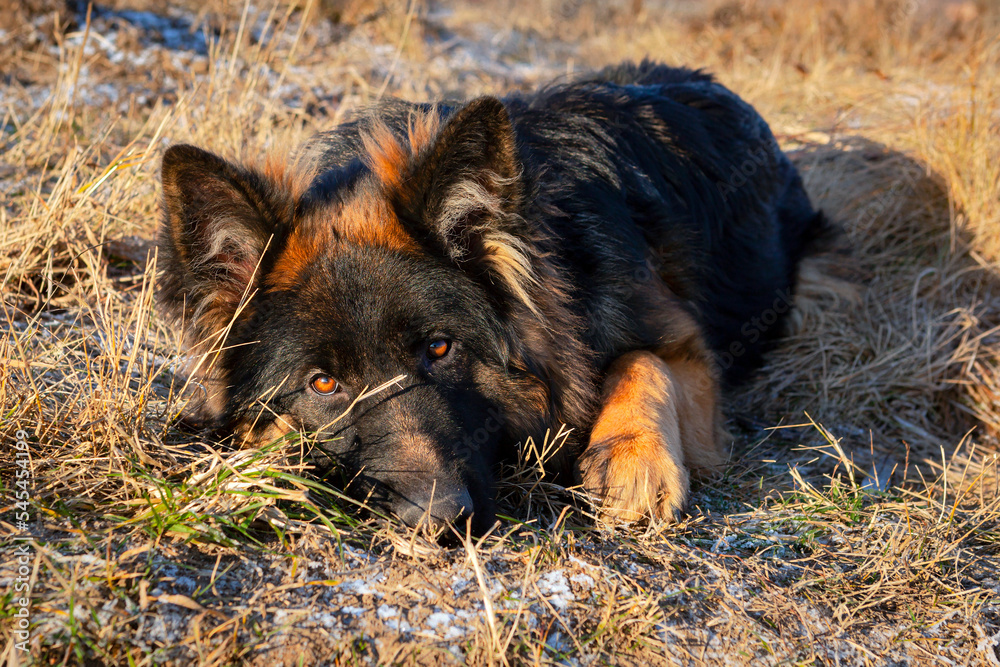 Beautiful German Shepherd, smart and easy to train on the edge of the forest in Russia...

