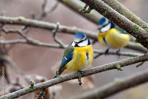 Canvas Print The Eurasian blue tit (Cyanistes caeruleus)is a small passerine bird in the tit family, Paridae