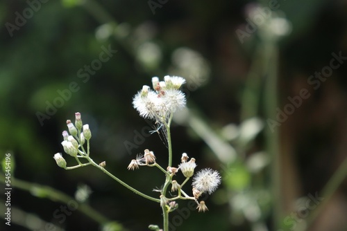 Selective focus of Erigeron bonariensis with blurred background photo