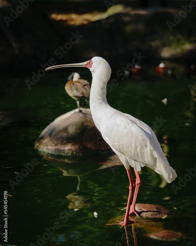 Vertical side closeup of an African spoonbill standing in the water with blurred background