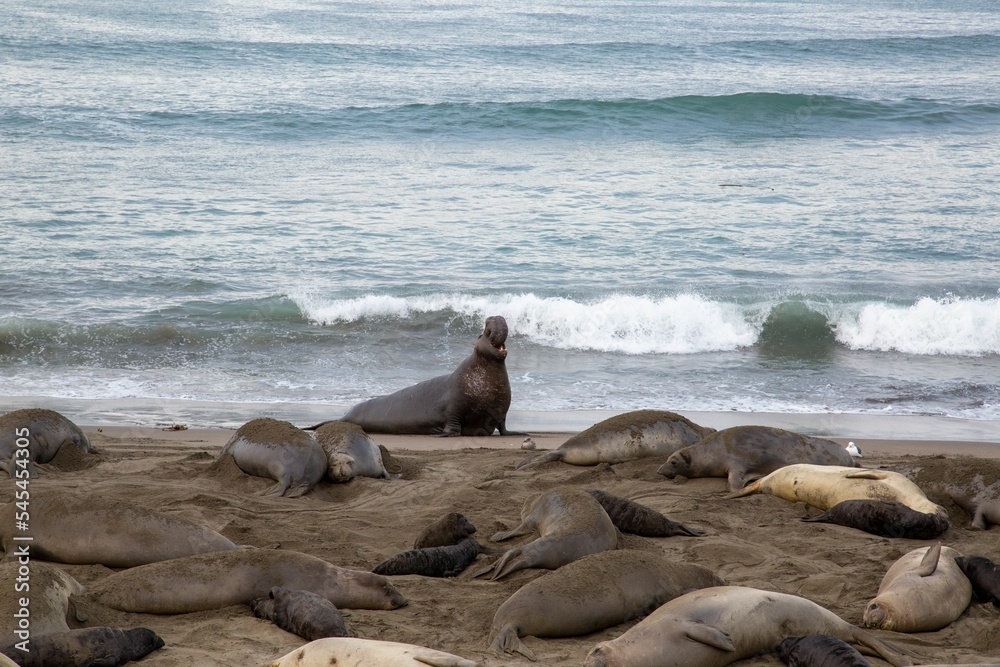 Fototapeta premium Elephant seals on the sandy beach cloudy seascape background