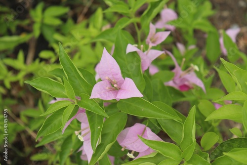 Closeup of a sunlit white Bougainvillea spectabilis with leaves background photo