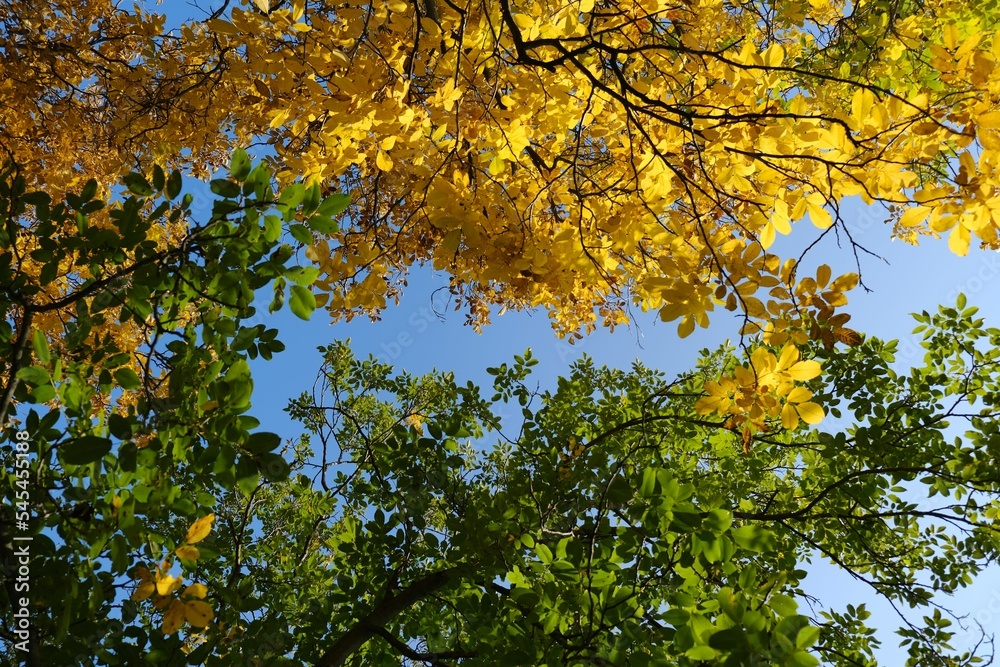 Autumn overtaking summer. Autumn overtaking summer.