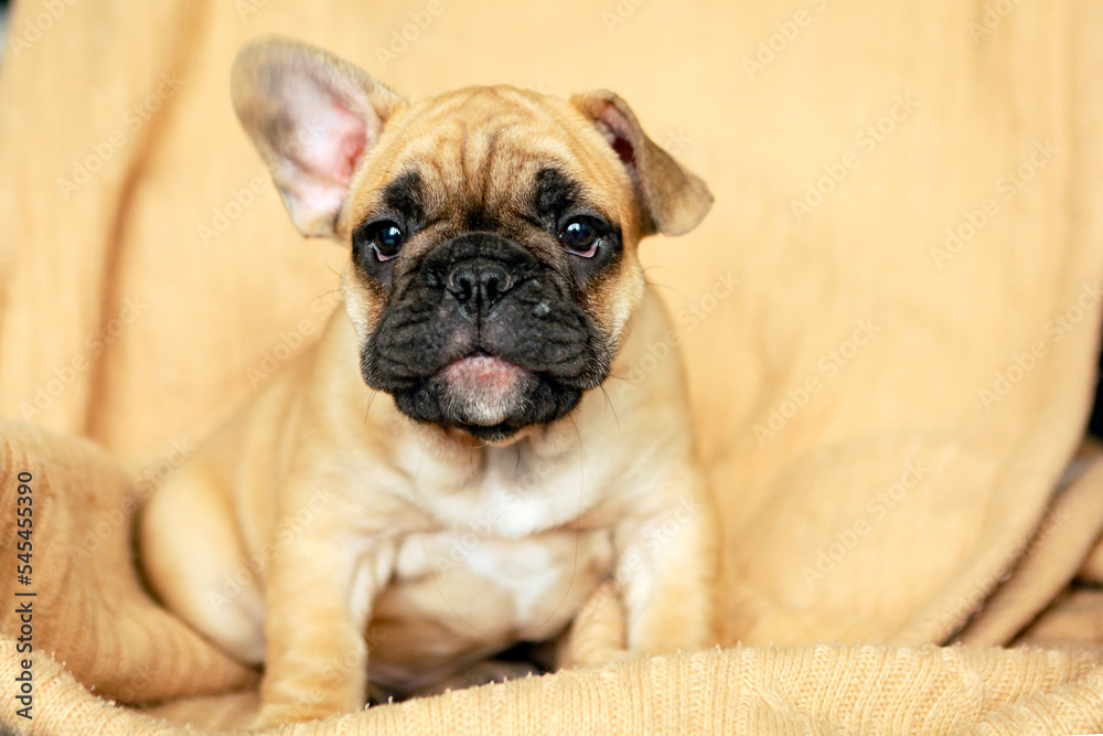 French Bulldog puppy laying on bed and looking on the camera.