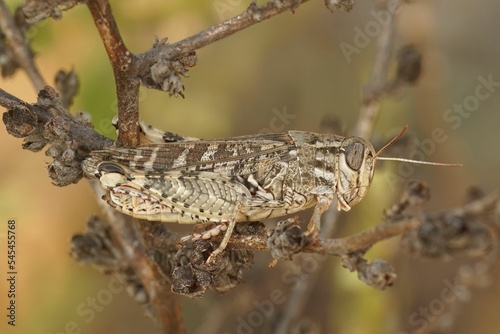 Macro of an Italian locust (Calliptamus italicus) on a branch against blurred background photo