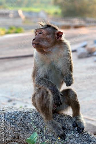 A temple monkey without one arm. Close-up. India.. 