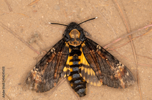 Totenkopfschwärmer Acherontia atropos photo