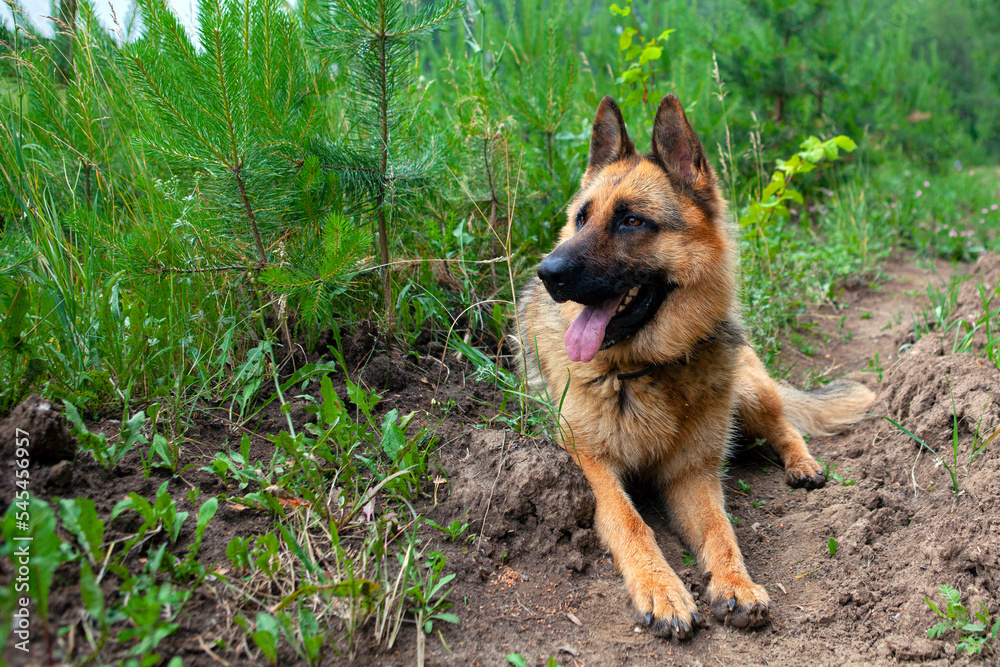 Beautiful German Shepherd, smart and easy to train on the edge of the forest in Russia...
Beautiful German Shepherd, smart and easy to train on the edge of the forest in Russia...