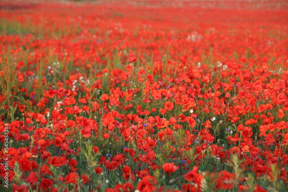 Beautiful closeup of a field of red poppies