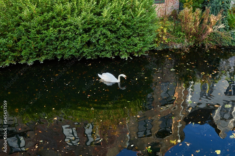 White swan swimming through the water with colored reflections of the houses built on the riverbank White swan swimming through the water with colored reflections of the houses built on the riverbank