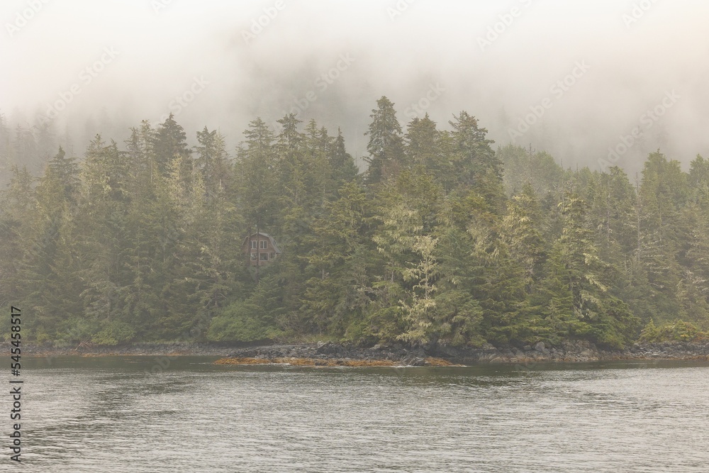 Foggy day in Alaska forest Sitka