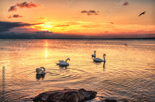 Fototapeta Naklejka Na Ścianę i Meble -  swans on the sea at sunset