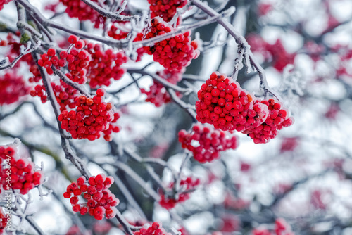 Frost-covered red rowan berries on a tree in winter