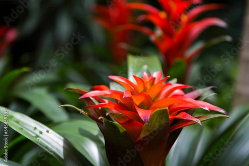 Vibrant Guzmania lingulata flower on a natural blurred background photo