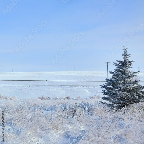 snow covered trees