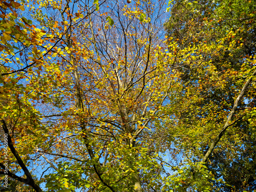 Looking up through tree branches with autumn foliage