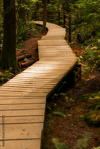 Wooden plank boardwalk trail in the green forest of Lynn Canyon Park  North Vancouver  BC  Canada. Travel  tourism  hiking  destination  discovery concept