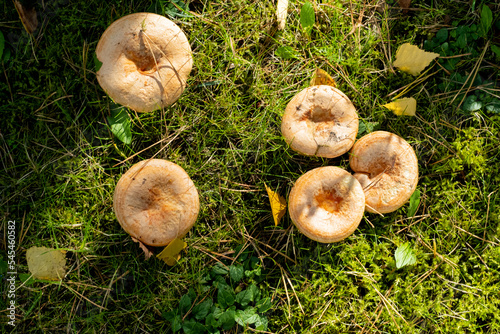 Saffron milk cap aka red pine mushroom (Lactarius deliciosus) growing the wild in north east England