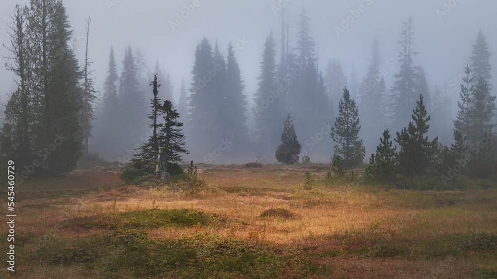 A moody day at a foggy alpine meadow, with bright dried grasses and coniferous trees against the fo - obrazy, fototapety, plakaty 