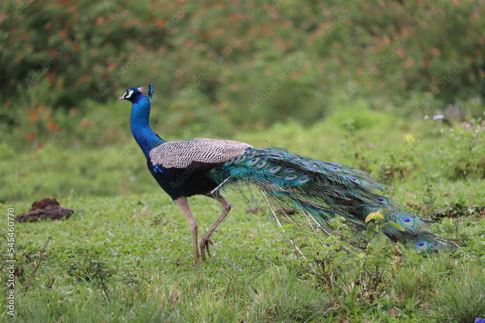 Obraz premium peacock with feathers