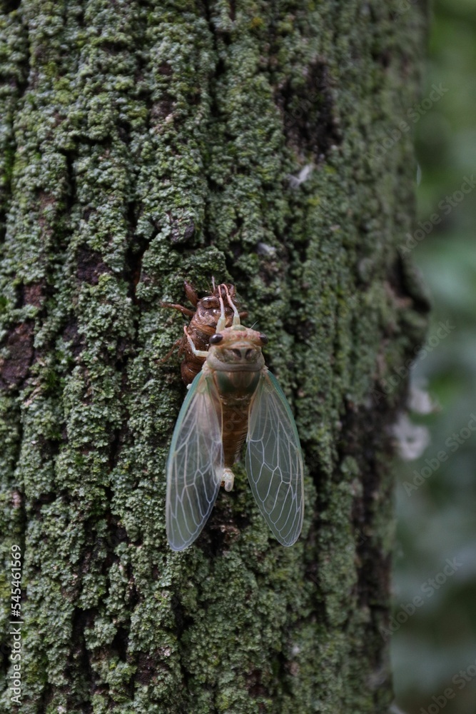 Vertical macro of a cicada on a tree trunk covered in moss Vertical macro of a cicada on a tree trunk covered in moss