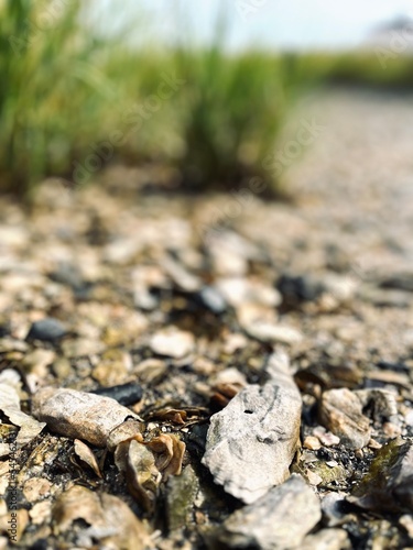 stones in the forest