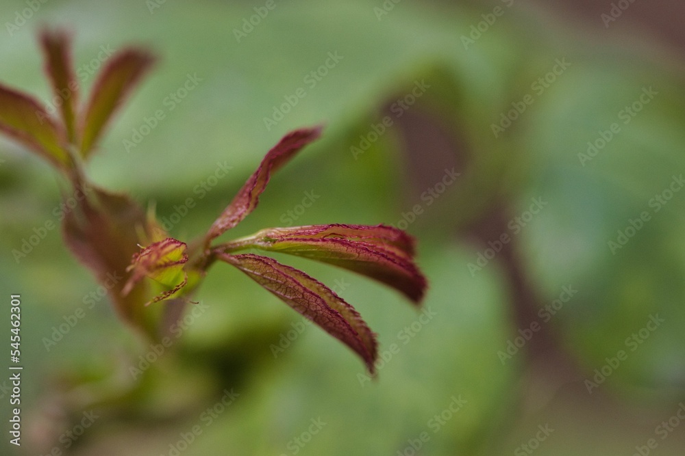 Macro view of a plant seeding with purple-shaded leaves in a greenery Macro view of a plant seeding with purple-shaded leaves in a greenery