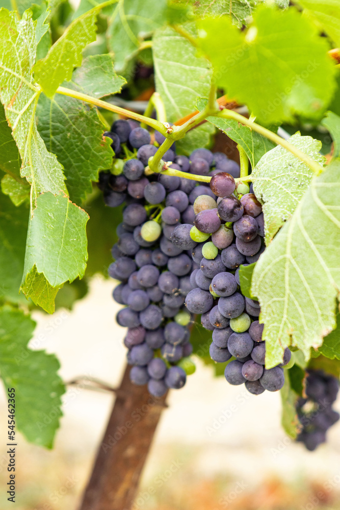 Vineyards for the production of artisanal wines