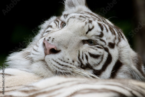 white bengal tiger