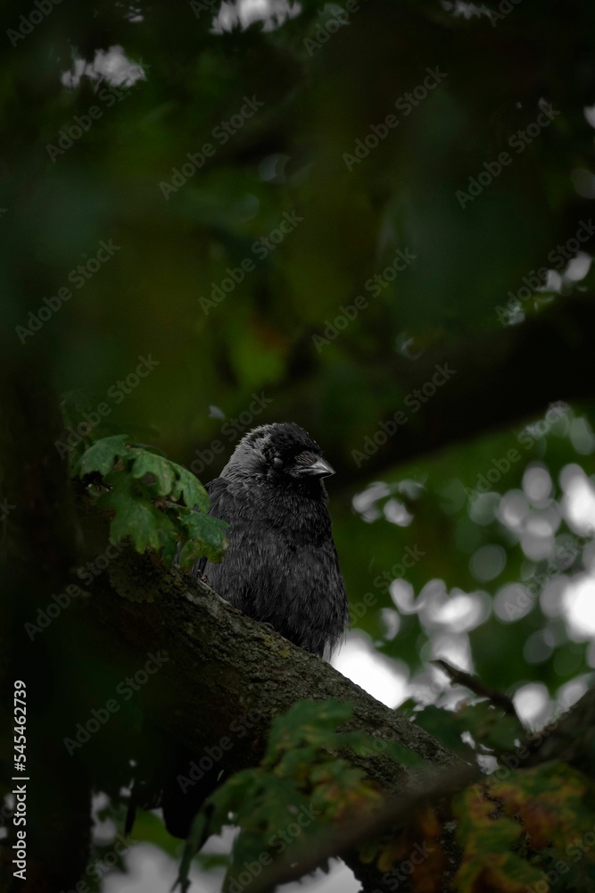 Vertical closeup shot of a western jackdaw (Coloeus monedula) perched on the tree Vertical closeup shot of a western jackdaw (Coloeus monedula) perched on the tree