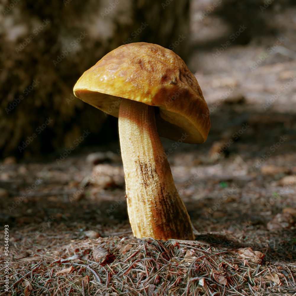 Mushroom in forest 3D render
