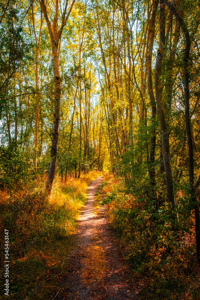 A fairytale forest path in autumn in Rhineland-Palatinate/Germany on a sunny day