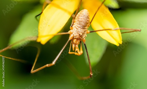 Closeup of a leiobunum insect on a plant. photo