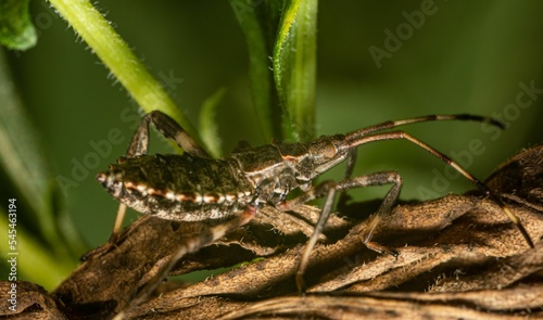 Closeup of a coreinae insect on a plant. photo