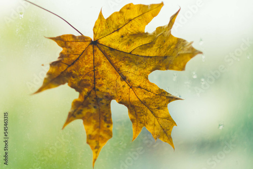 Autumn maple leaf yellow on glass with raindrops. Autumn weather. Rain outside window.