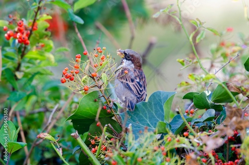 Male Sparrow Eating Berries