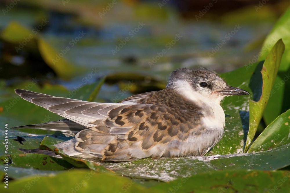 Shallow focus shot of a whiskered tern chick perching on green floating water plant Shallow focus shot of a whiskered tern chick perching on green floating water plant