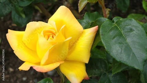 Closeup shot of a yellow garden-rose blooming in the garden with blur background © Anna70/Wirestock Creators