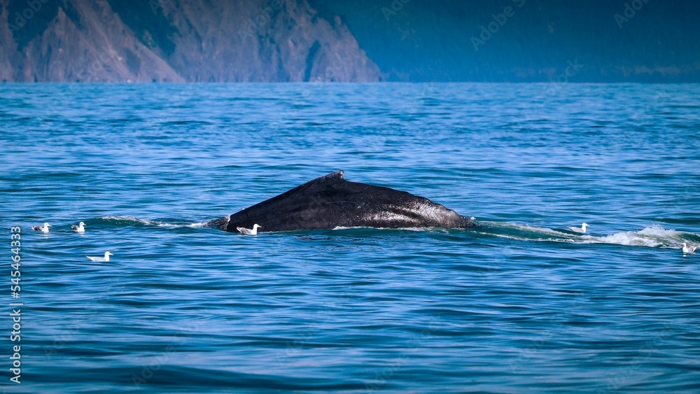 Fototapeta premium Closeup shot of a big whale in the ocean