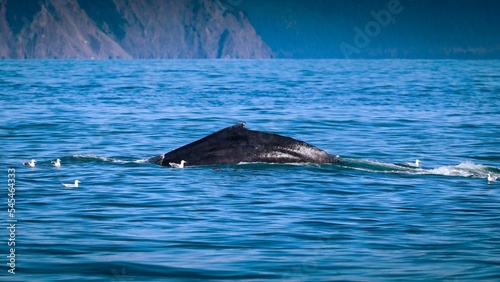 Closeup shot of a big whale in the ocean
